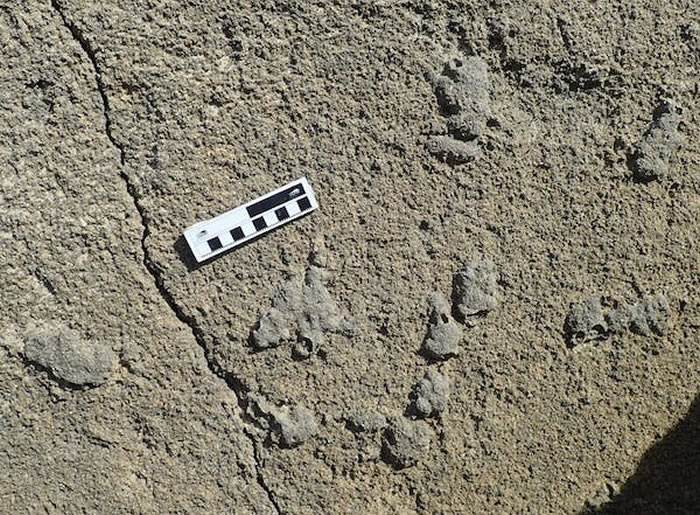 古老的粪便化石为动物行为提供了不同寻常的见解