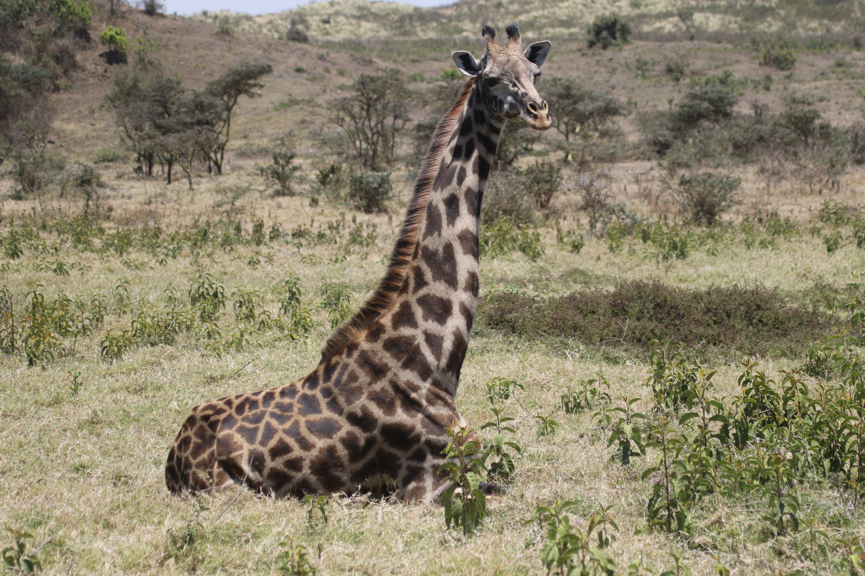 坦桑尼亚阿鲁沙国家公园40多年来马赛长颈鹿种群的变化