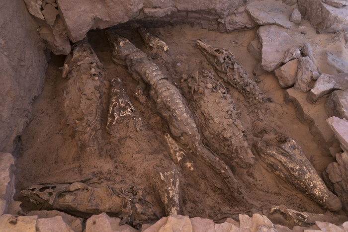 考古学家在埃及2500年历史古墓中发现10具鳄鱼木乃伊
