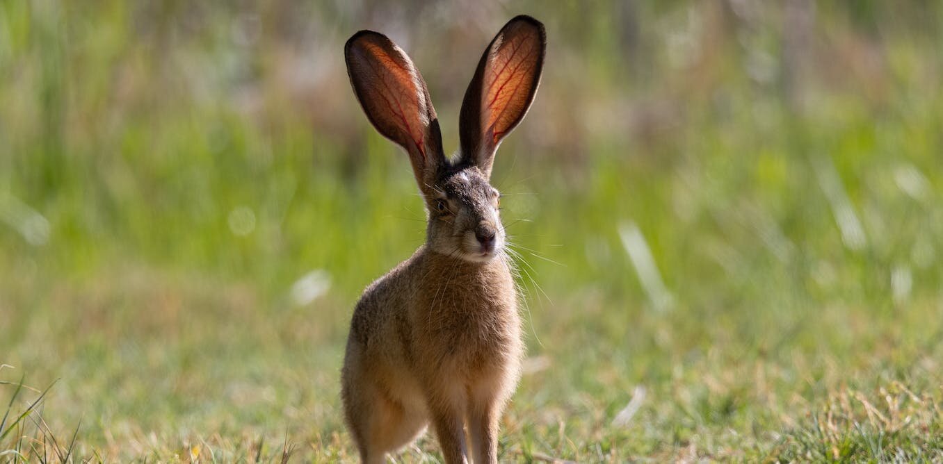 在兔年想想所有这些奇妙的濒临灭绝兔子物种