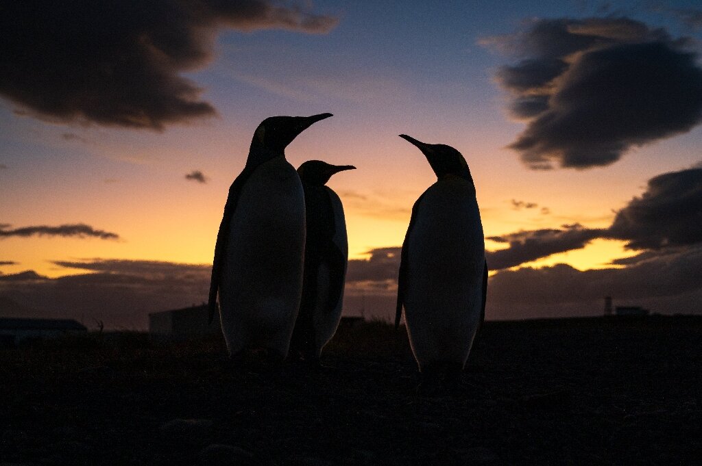 南极洲发现一个新的濒临灭绝的帝企鹅殖民地