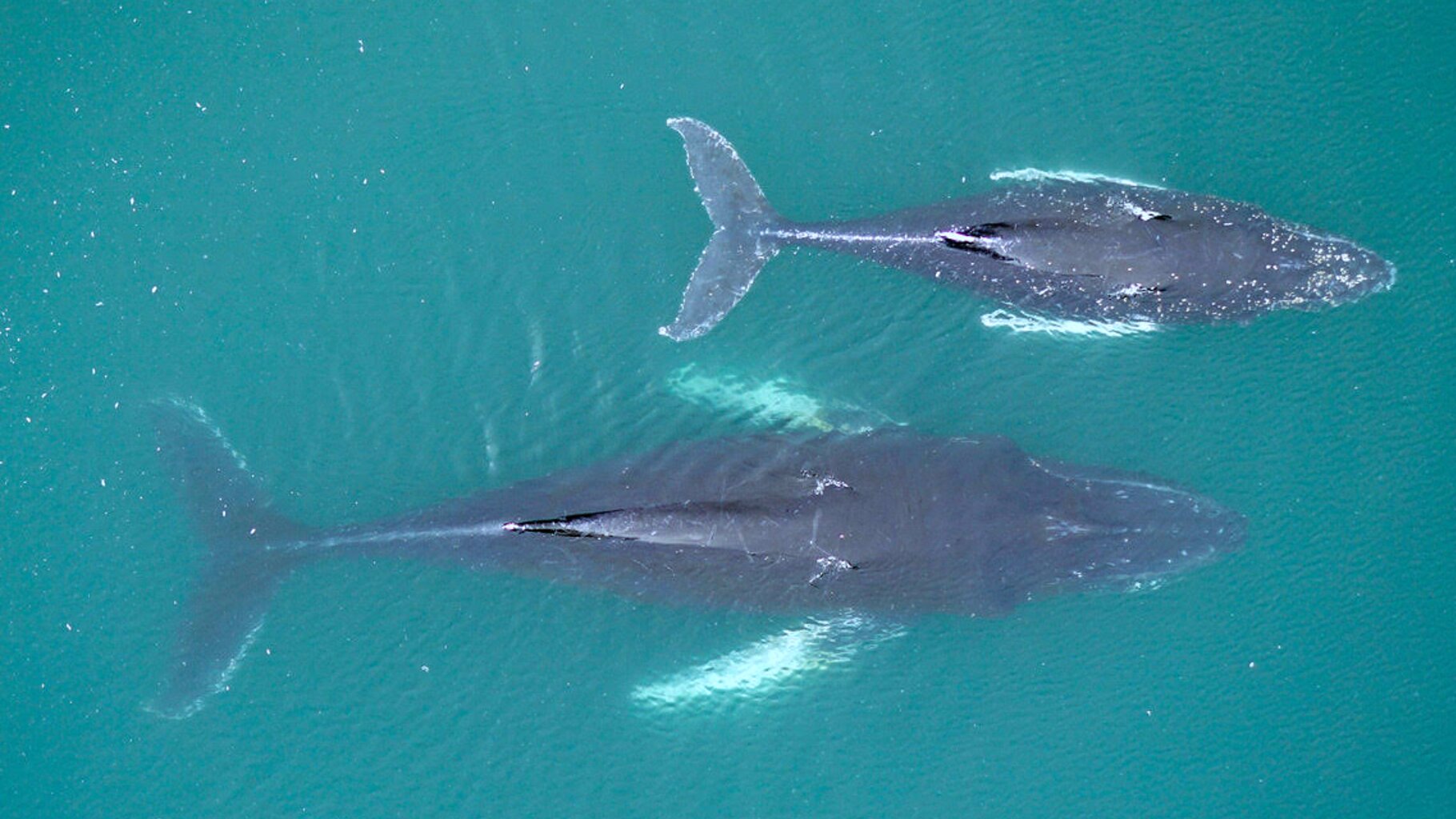《全球变化生物学》:研究表明磷虾供应减少会影响座头鲸怀孕