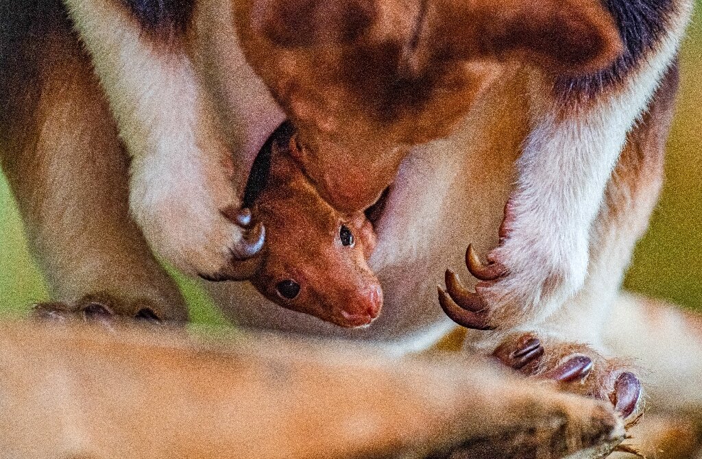 英国动物园出生濒危树袋鼠