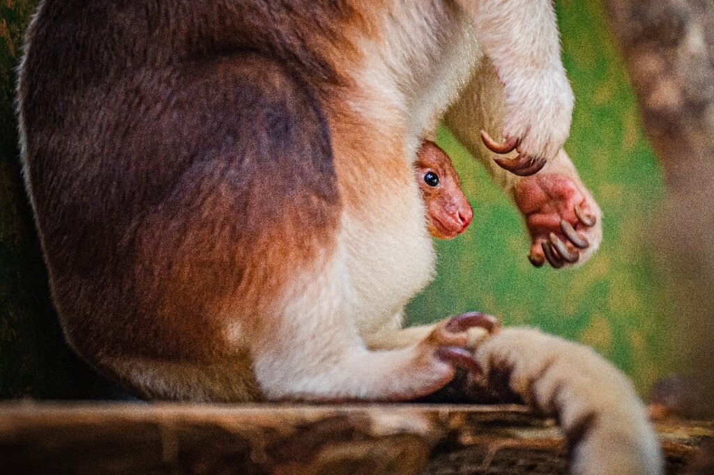 英国动物园出生濒危树袋鼠