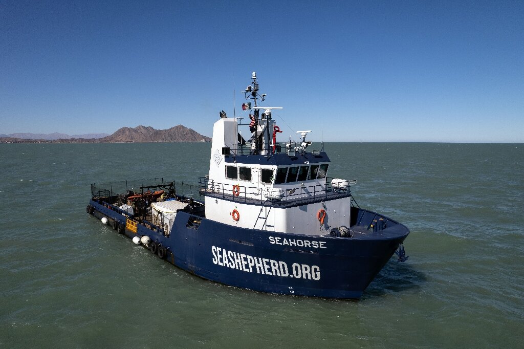 海洋守护者保护协会为拯救濒临灭绝的墨西哥濒危瓦基塔鼠海豚而部署新船