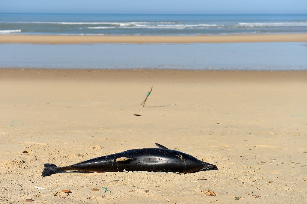 法国面临从拖网渔船中拯救海豚的压力