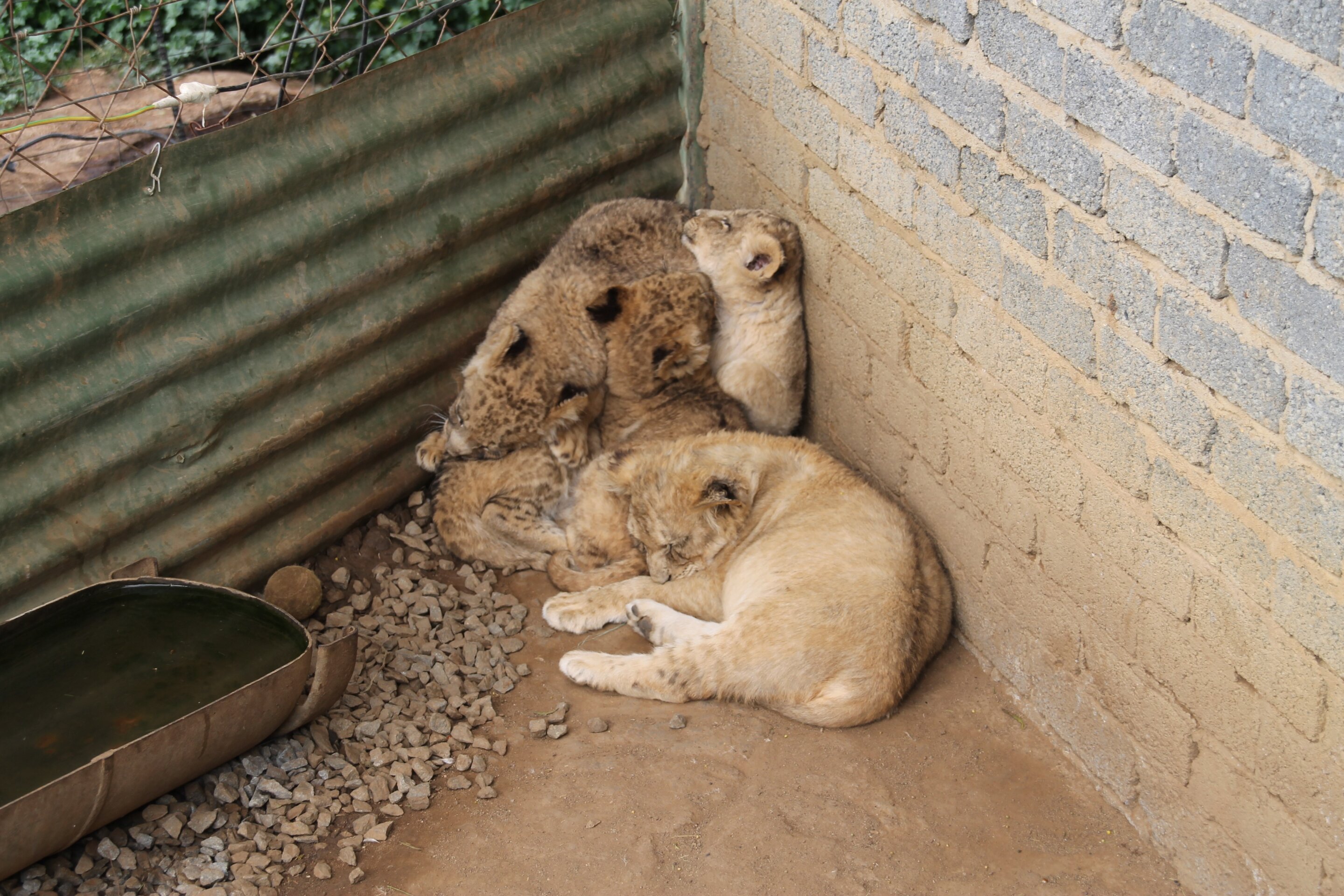 南非自由州有争议的狮子养殖场发现欺诈性微芯片使用和合规问题