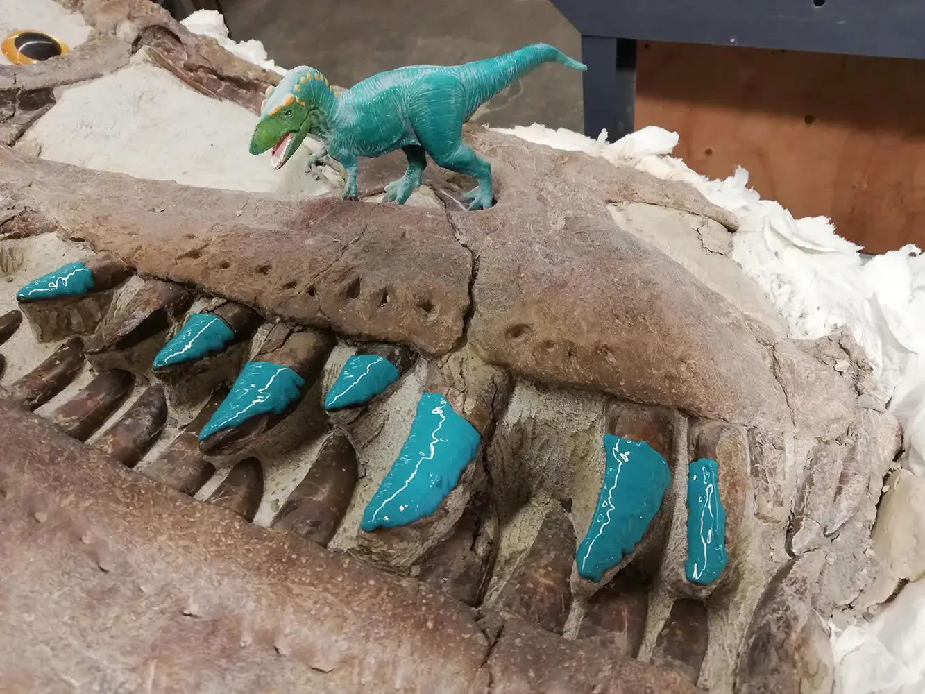 恐龙牙齿上的划痕可以揭示出它们存在时的真实饮食状况