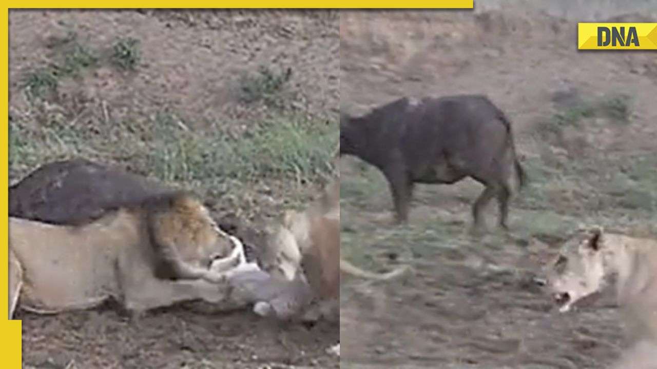 5ֻʨ��ץ��ˮţ׼��������ʱͻȻ���ں���һ�� ˮţץ׼ʱ����������