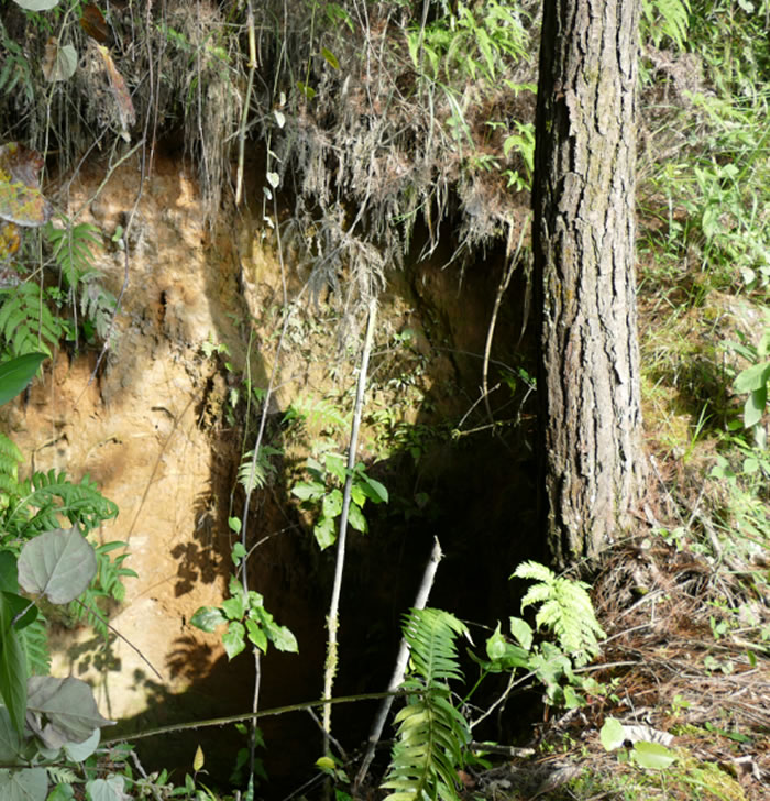 黄万波:把91岁当19岁来过,我要找到第二个“龙骨坡”