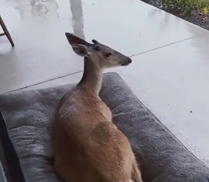 国外男子救下被箭射中的白尾鹿 冬日它带一群伙伴到男子家门口表达感谢之情