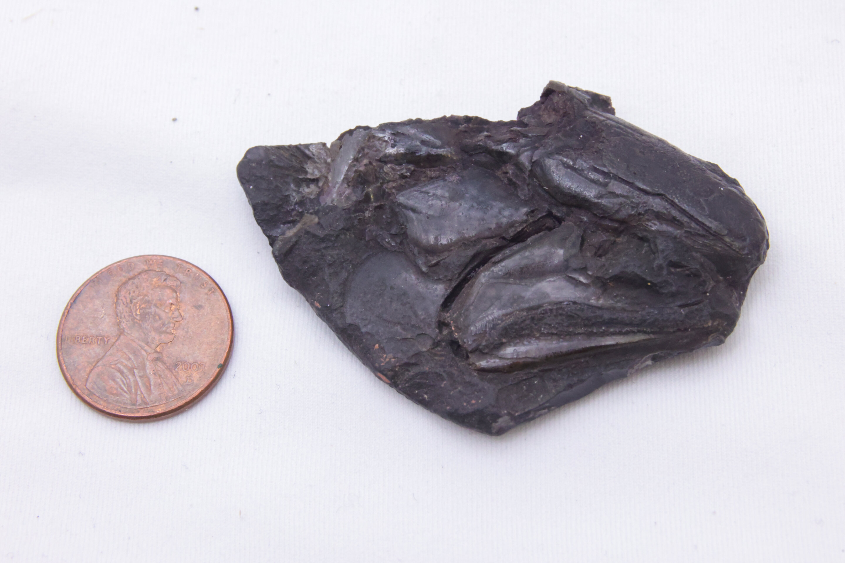 百年前英国煤矿出土的3.19亿年前鱼类头骨化石保存了迄今最古老的脊椎动物完整大脑