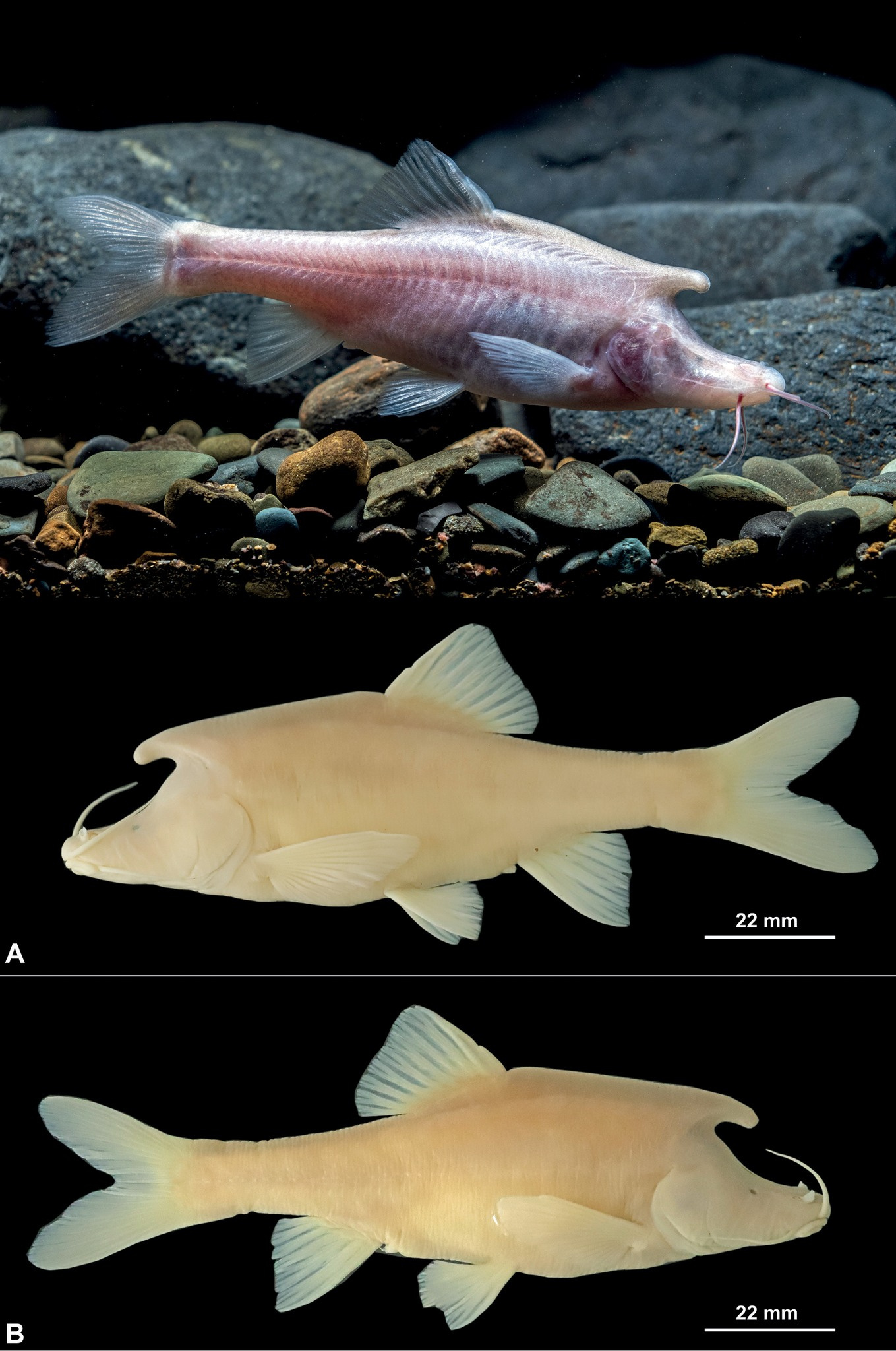 贵州盘州市红果镇北盘江流域洞穴中发现长着“独角”的盲鱼新物种长角金线䰾
