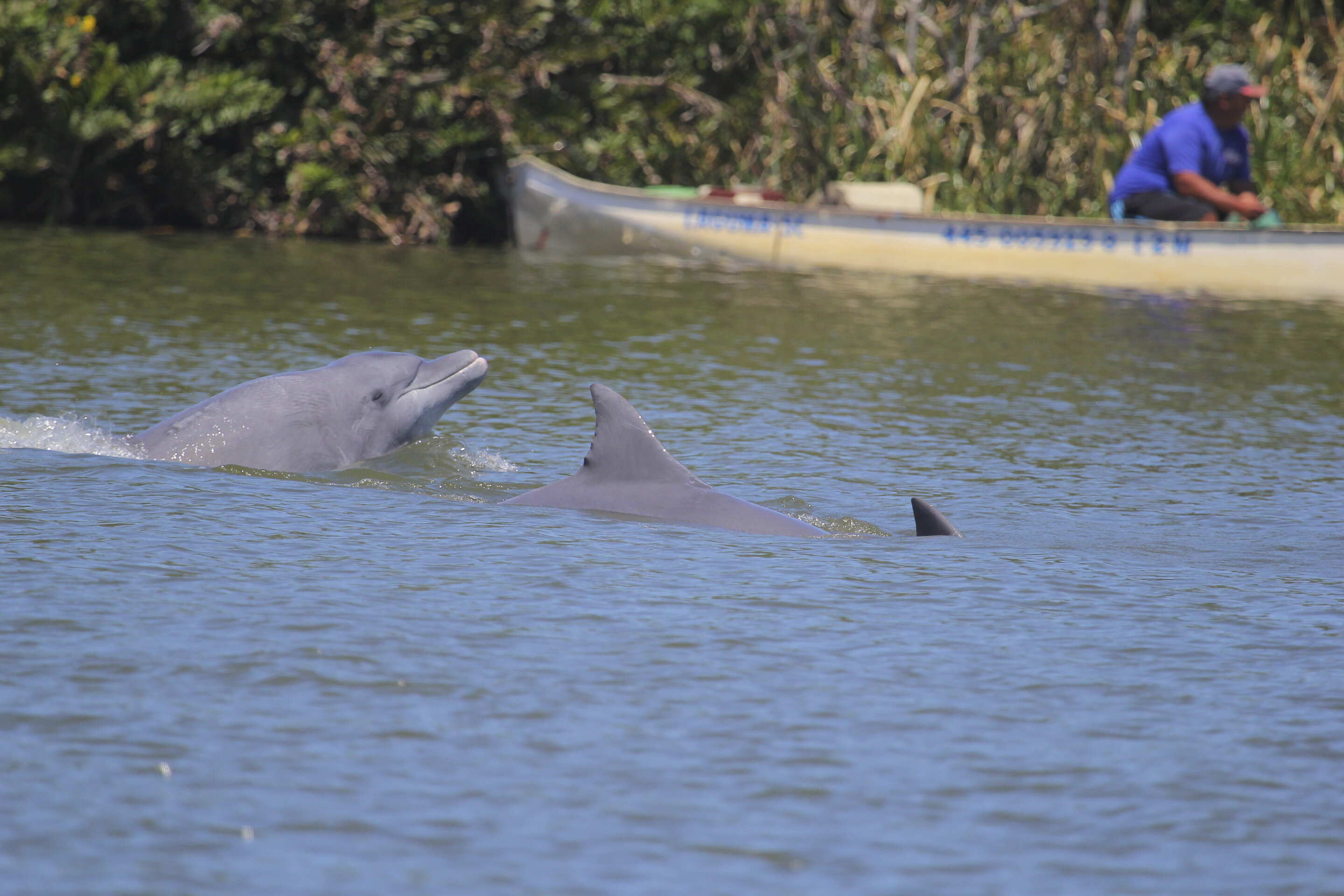 巴西南部渔业社区有一个不同寻常的盟友：野生海豚