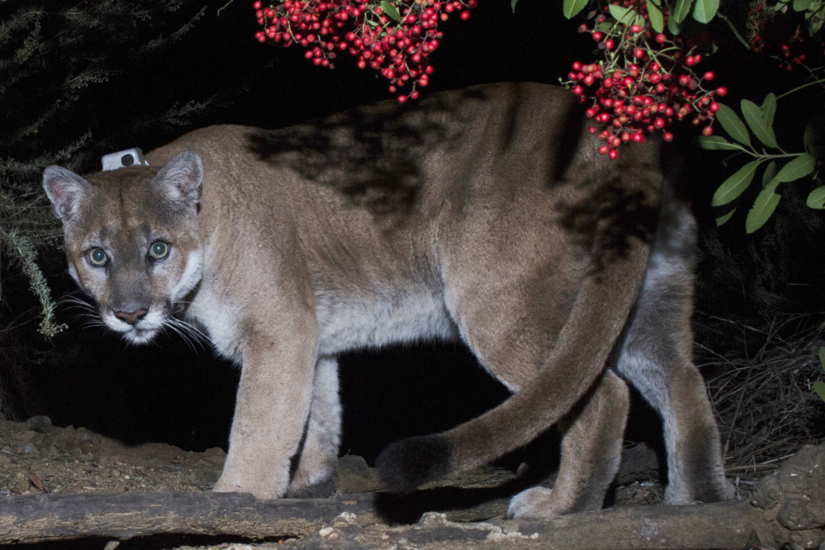 ��������ɼ��ɽʨP-22֮�������˲���̸��