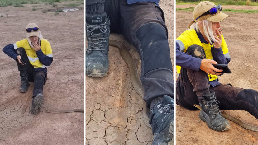 澳洲女捕蛇专家坐路边休息时“世界第二毒蛇”东部棕蛇钻到腿下 她却镇定继续抽烟