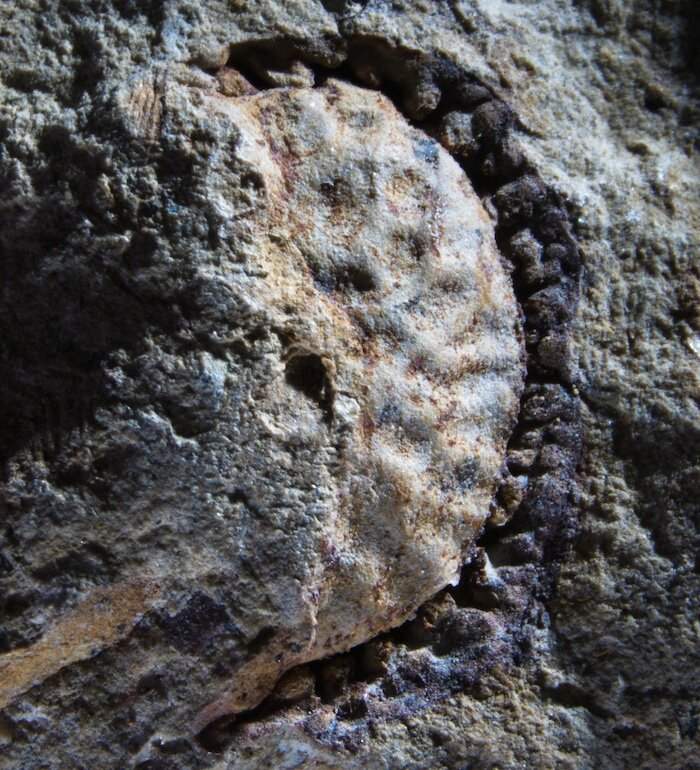 来自加利福尼亚的水果化石显示，咖啡和土豆的祖先在导致恐龙死亡的大灾难中幸存下来