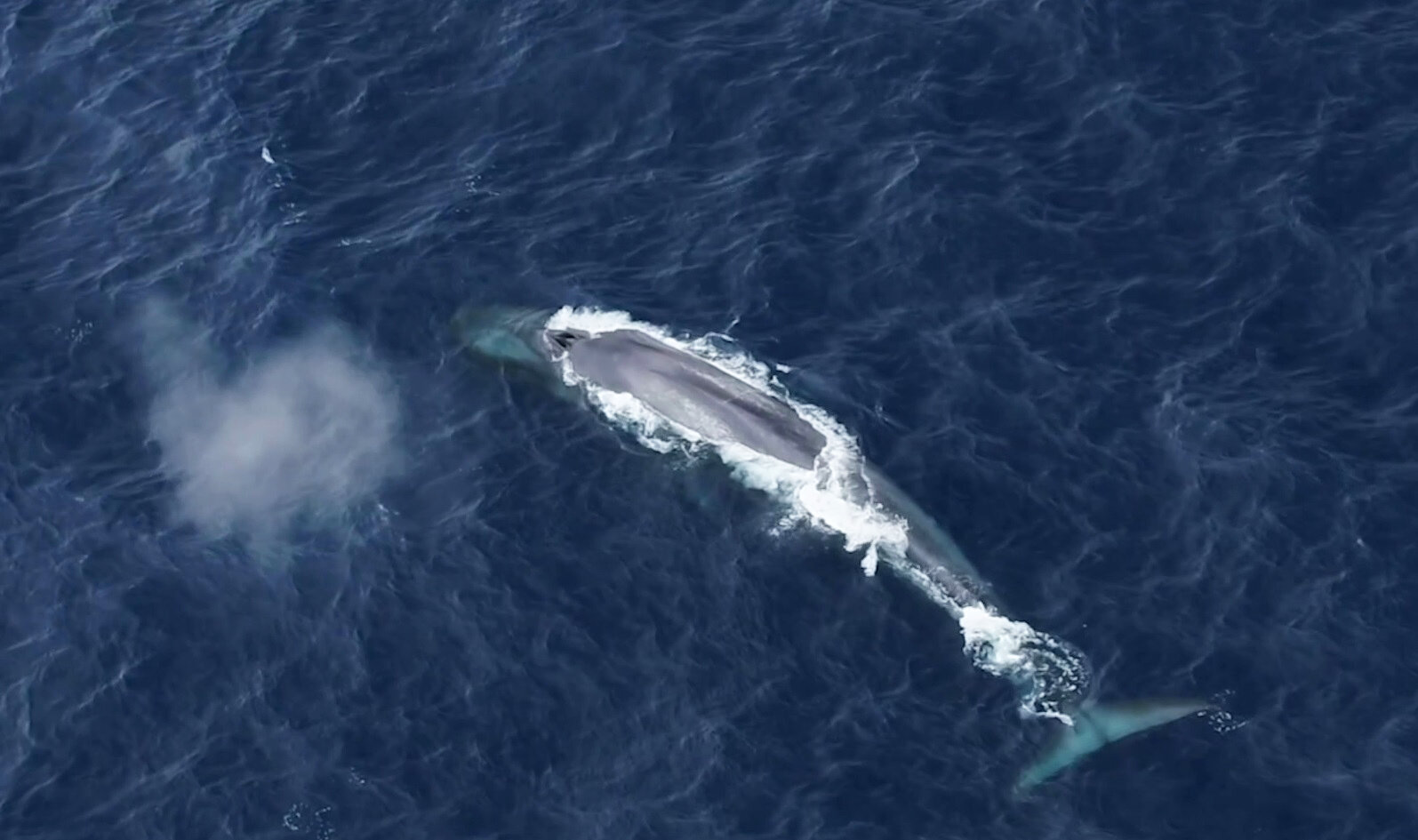 标签团队：两只南极蓝鲸的故事