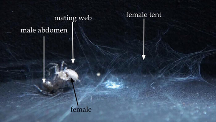 雄性壁蜘蛛建造管状爱巢来向雌性求爱