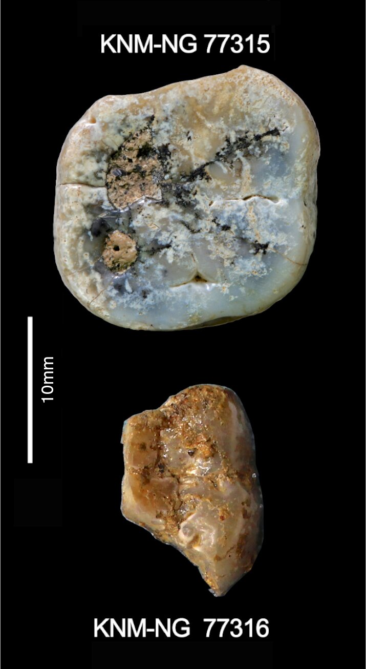 290万年前的非洲肯尼亚屠宰场，人类的近亲Paranthropus制造了第一批石器
