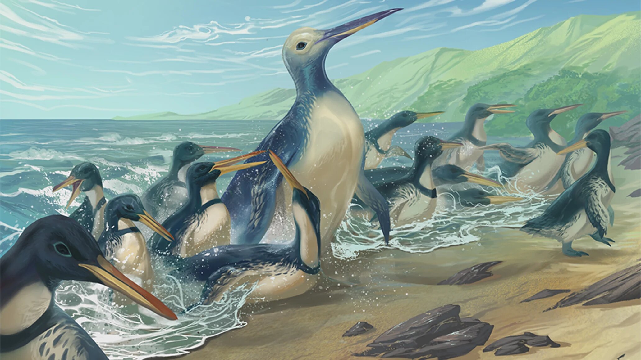 新西兰出土有史以来最大的企鹅化石 体重超过150公斤