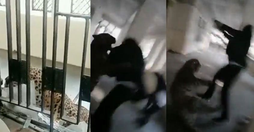 印度北方邦一头野豹竟然闯进法院 造成至少8人受伤