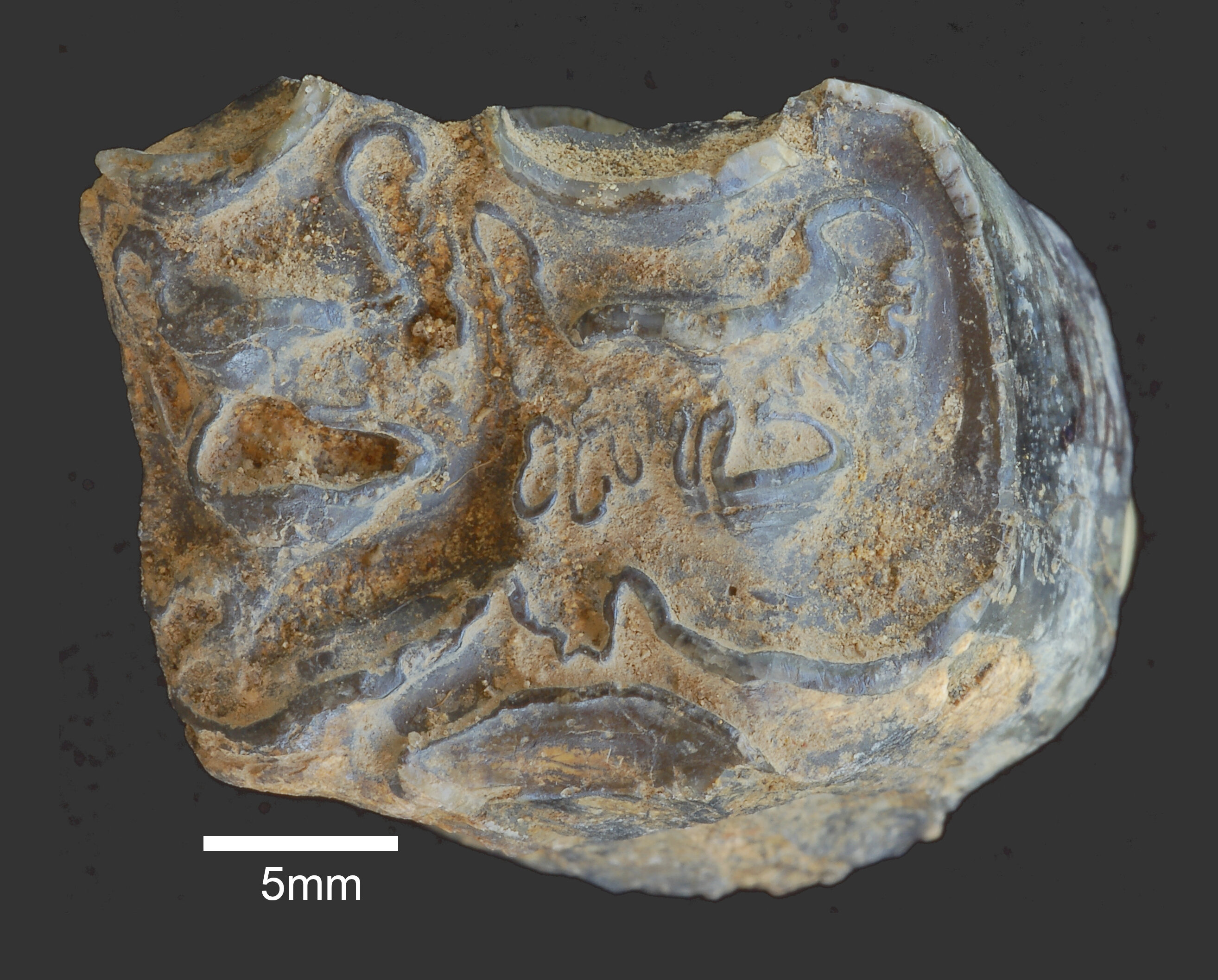 肯尼亚石器时代的发现加深了谁制造了早期工具的谜团