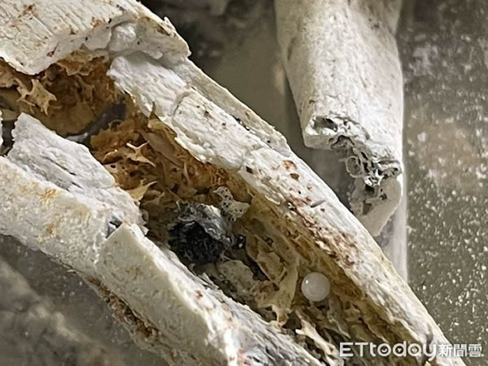 台湾佛光山开山星云大师荼毗圆满后烧出大量舍利子