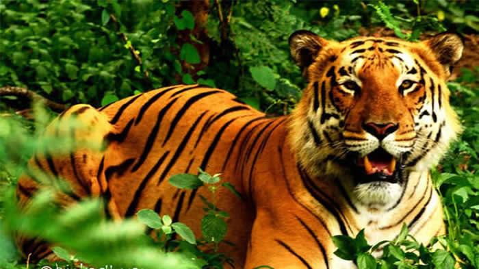 印度南部一头老虎逃出Nagarhole自然保护区后接连咬死两爷孙