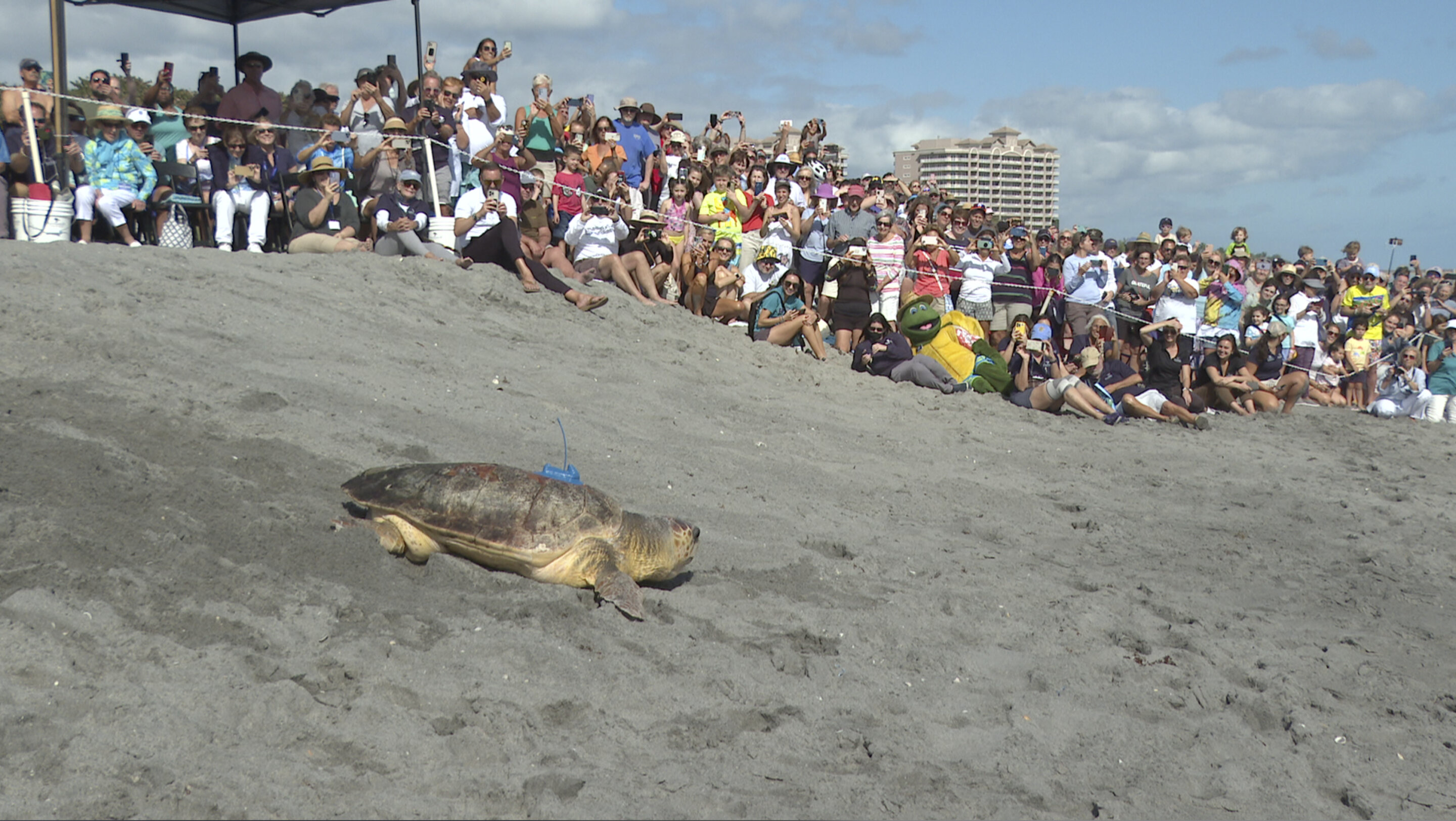 一只红海龟在佛罗里达康复后被放生