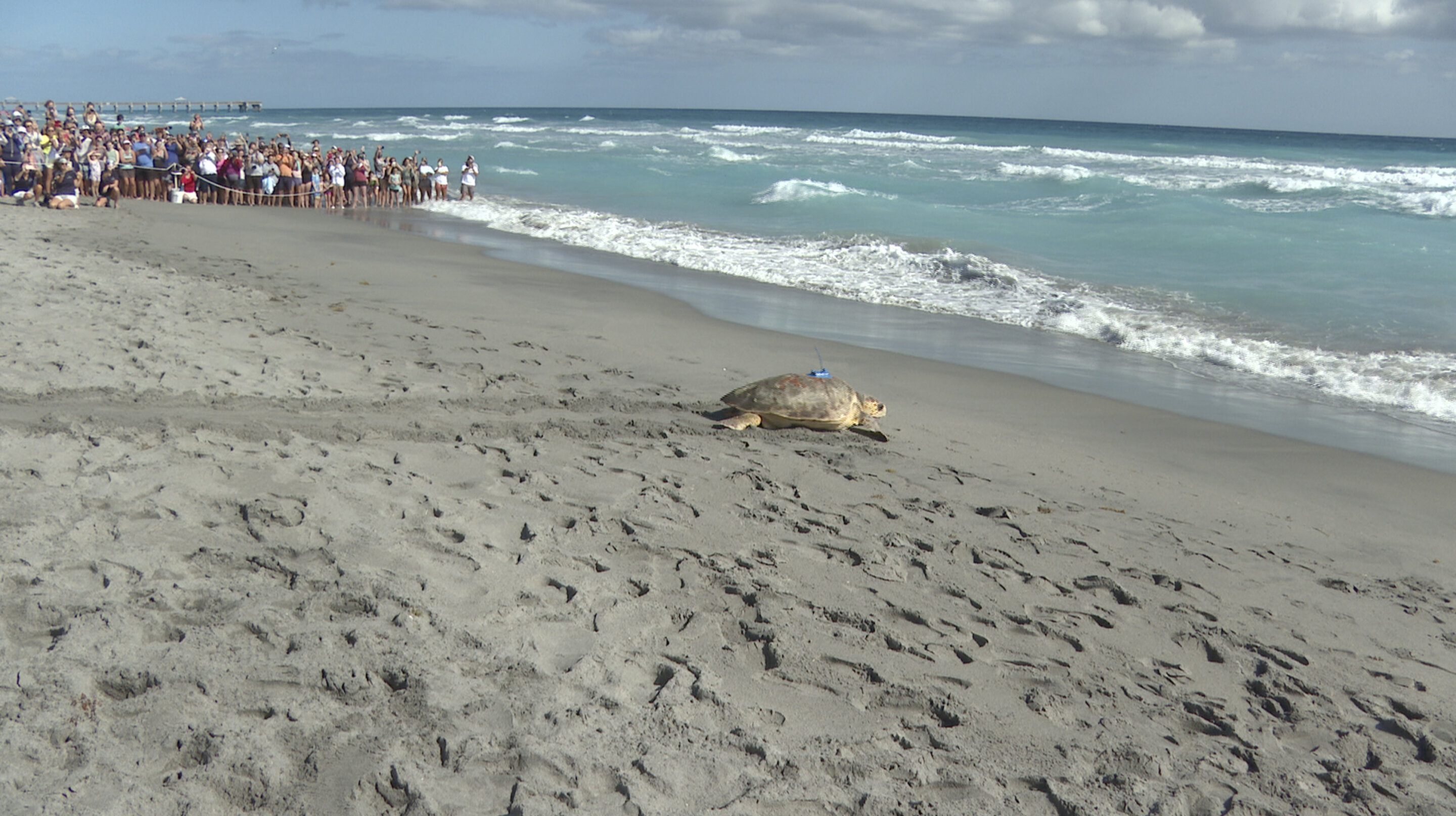 一只红海龟在佛罗里达康复后被放生