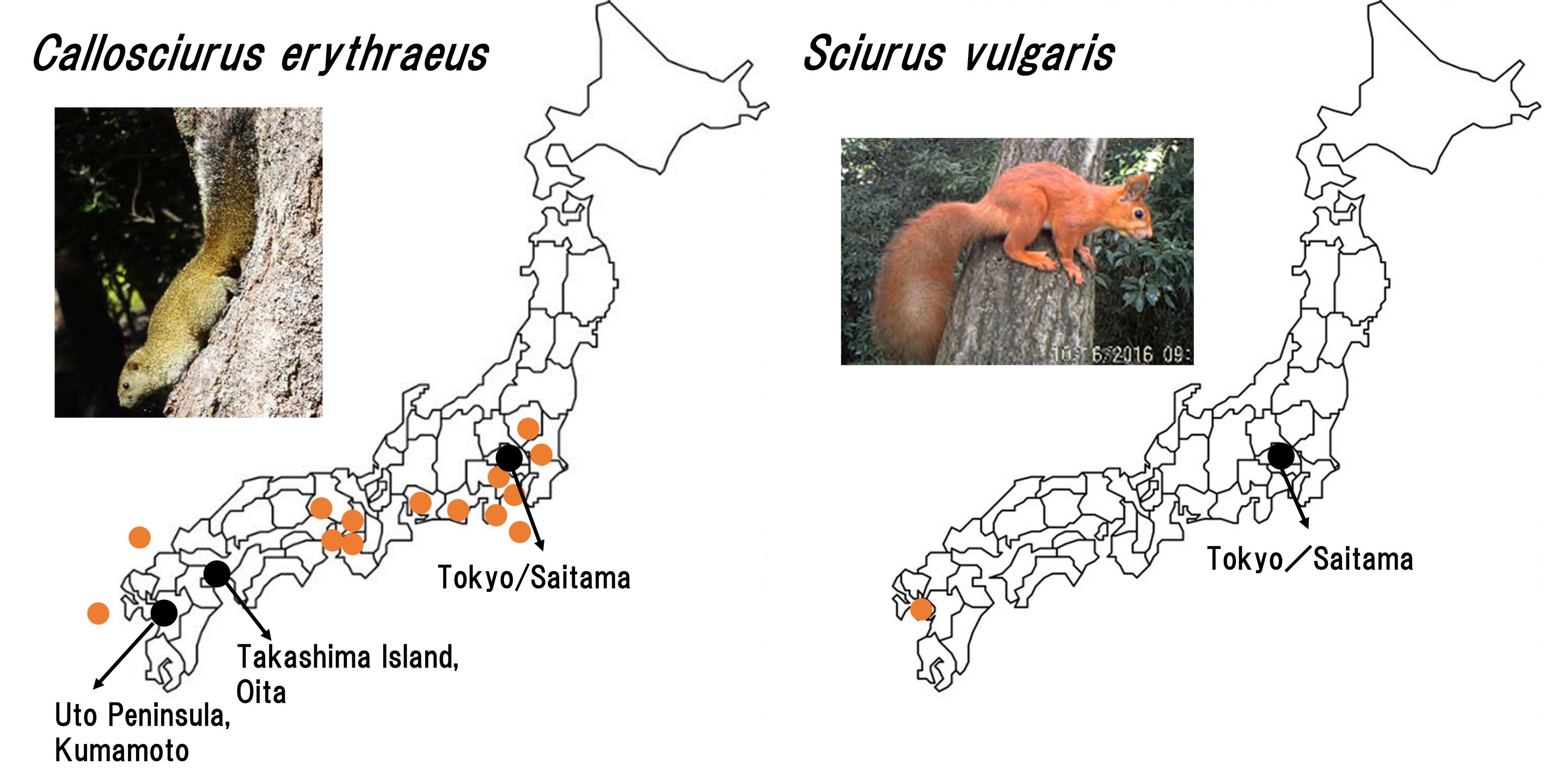 毛茸茸的亲密接触：管理日本外来松鼠入侵