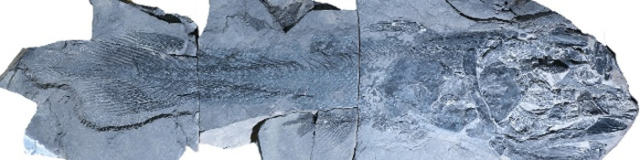 在贵阳发现的古生物化石库“贵阳生物群”揭示了啥？