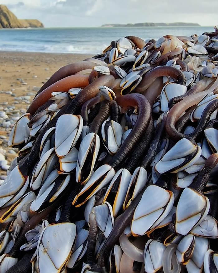 Ӣ������˹ɳ̲�����޴�Ư��ľ���沼���䶯��ϸ������ ԭ����ϡ�ж�����ʳ�쾱�ٺ�