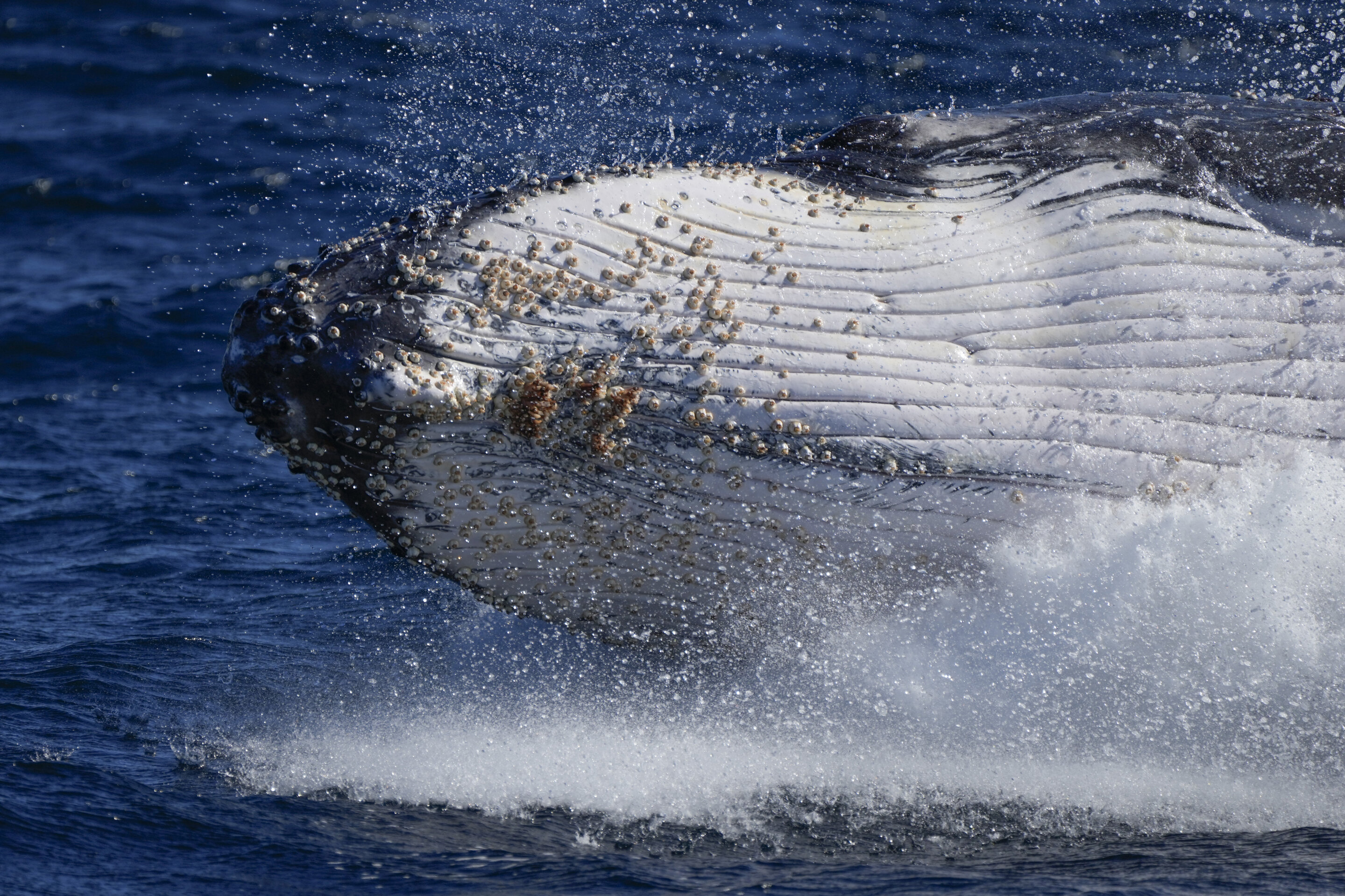 随着数量的增长 很少座头鲸会哀嚎着寻找配偶