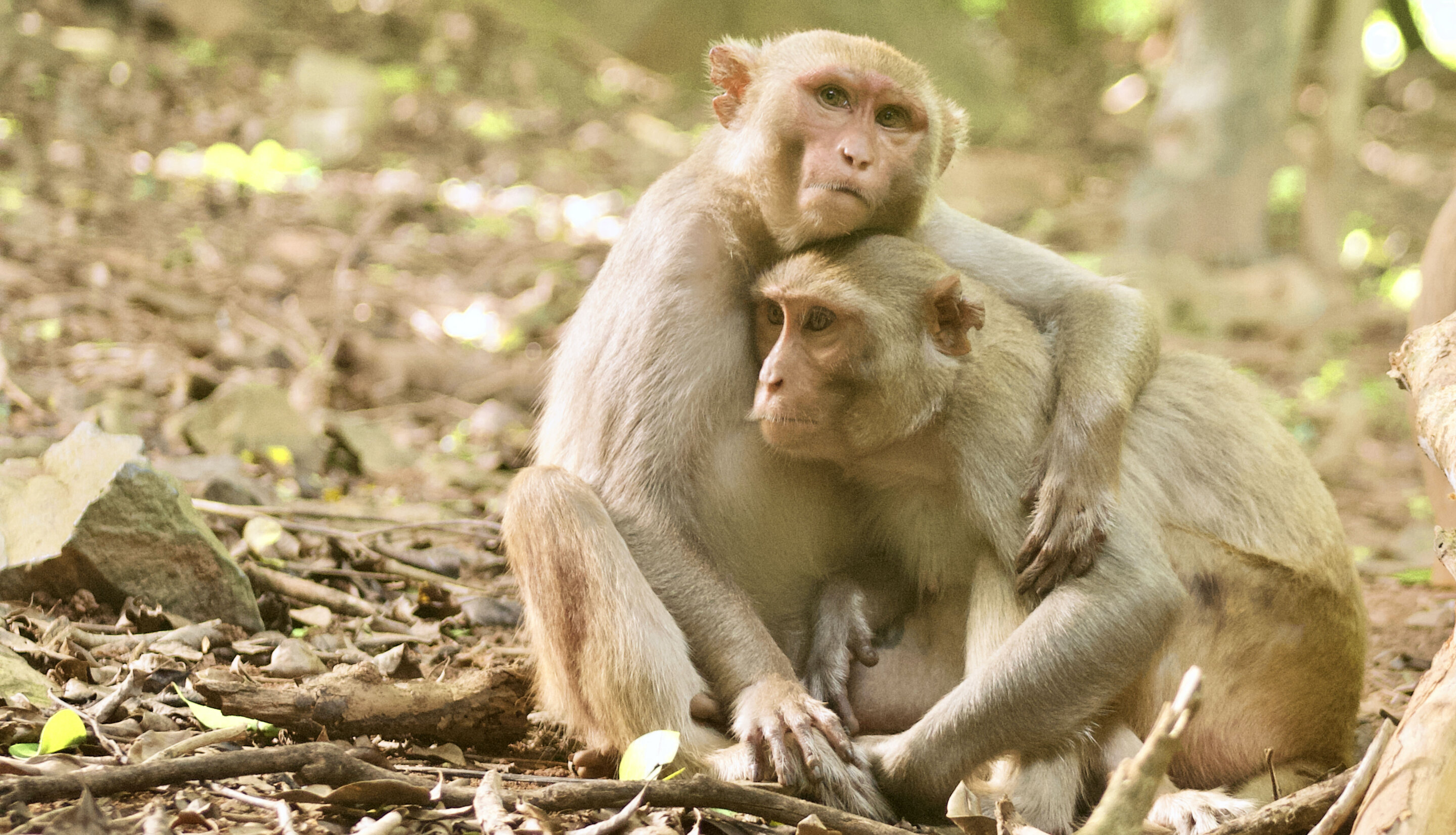 对人类近亲之一猕猴的一项新研究：老龄化人口中的社会凝聚力和联系下降