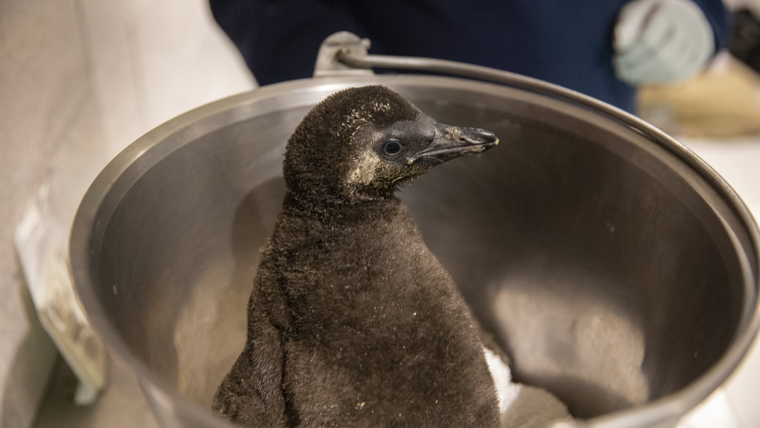 美国亚利桑那州奥德赛水族馆三只濒临灭绝的非洲企鹅幼鸟孵化
