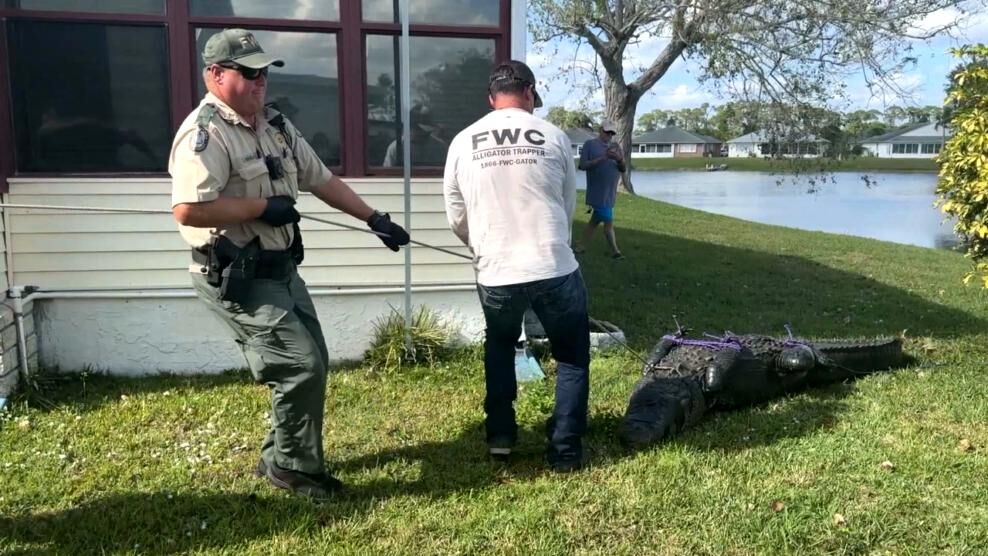 美国佛州85岁女子为救宠物狗被鳄鱼拖入水中活活咬死 捕鳄专家捕获300多公斤巨大鳄鱼