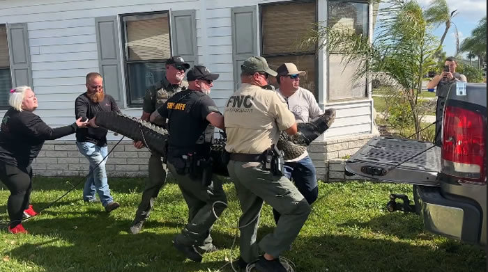 美国佛州85岁女子为救宠物狗被鳄鱼拖入水中活活咬死 捕鳄专家捕获300多公斤巨大鳄鱼