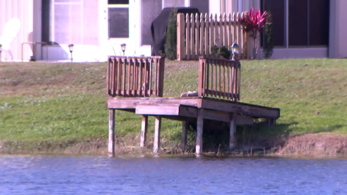 美国佛州85岁女子为救宠物狗被鳄鱼拖入水中活活咬死 捕鳄专家捕获300多公斤巨大鳄鱼