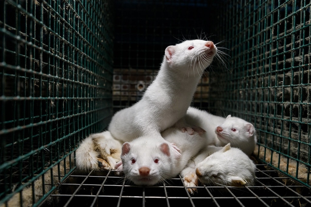 挪威皮草养殖提前走入历史 最后两家皮草养殖场在1月结束营业