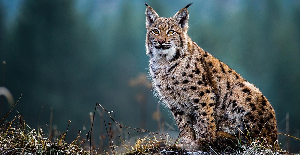 将猞猁和狼重新引入英格兰的计划可能会被搁置