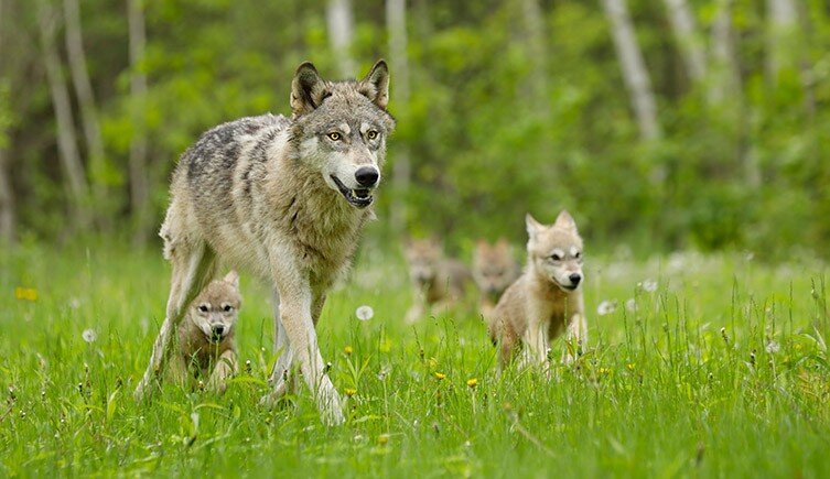 将猞猁和狼重新引入英格兰的计划可能会被搁置