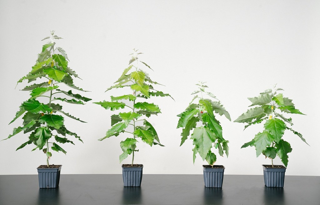 �����´���˾Living Carbon���û������������� ��������������ȡ���������̼