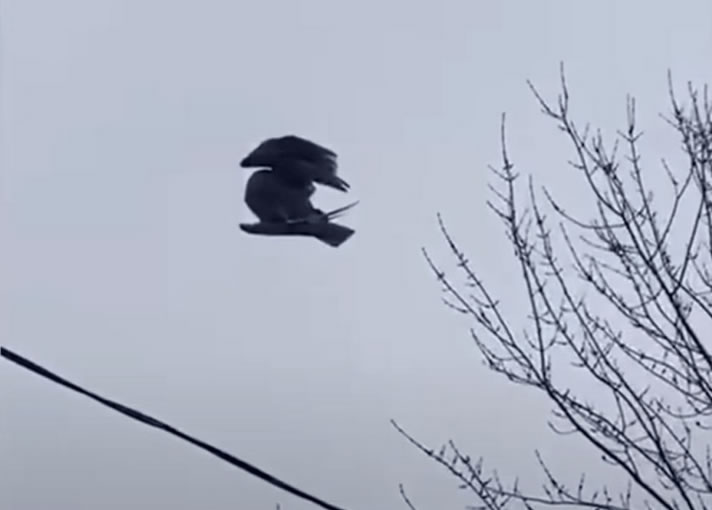 加拿大温哥华出现诡异景象：一具鸟类尸体悬浮在空中