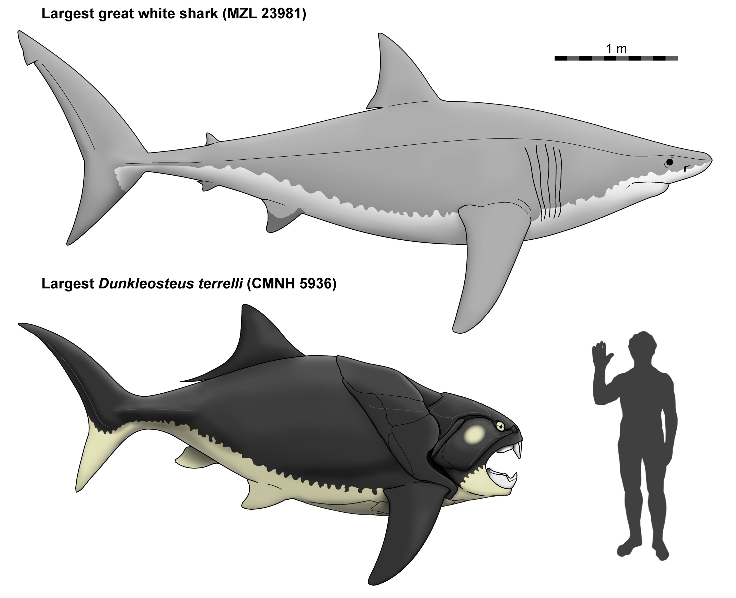 ʷǰ̩׶Dunkleosteus terrelliܱǰΪĸ׳