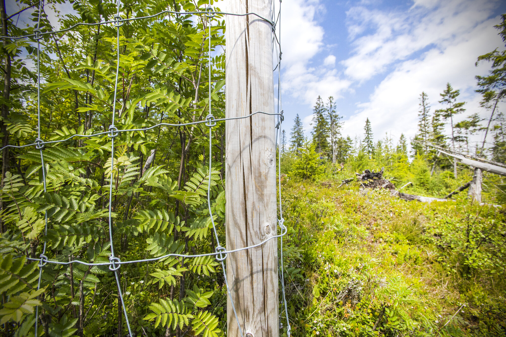 驼鹿可能在全球变暖中扮演重要角色
