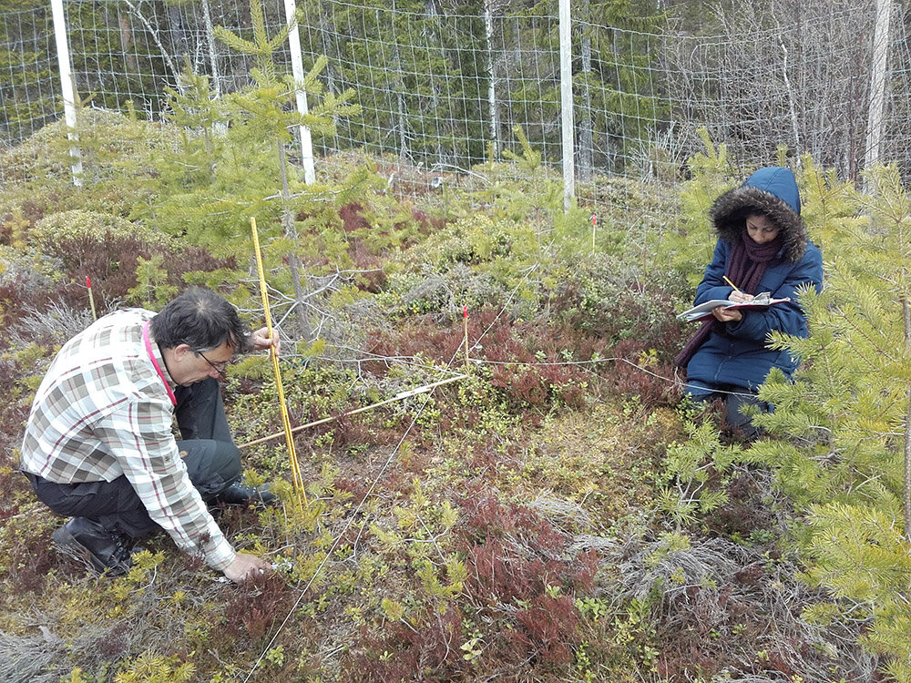 驼鹿可能在全球变暖中扮演重要角色