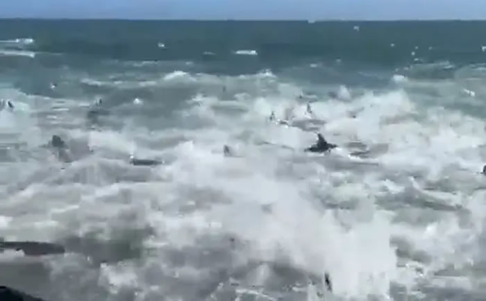 ����һ�����³������Ի������� ��Ȼ��������ֻ�����������ڴ����ܽ�ʳ