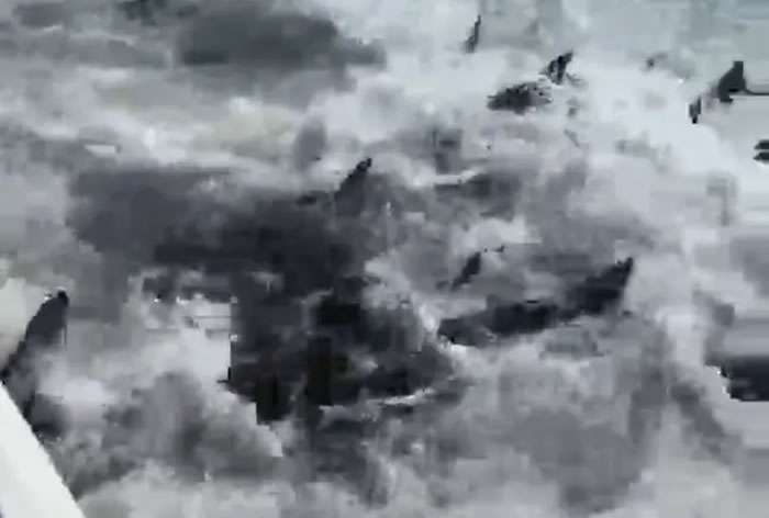 ����һ�����³������Ի������� ��Ȼ��������ֻ�����������ڴ����ܽ�ʳ